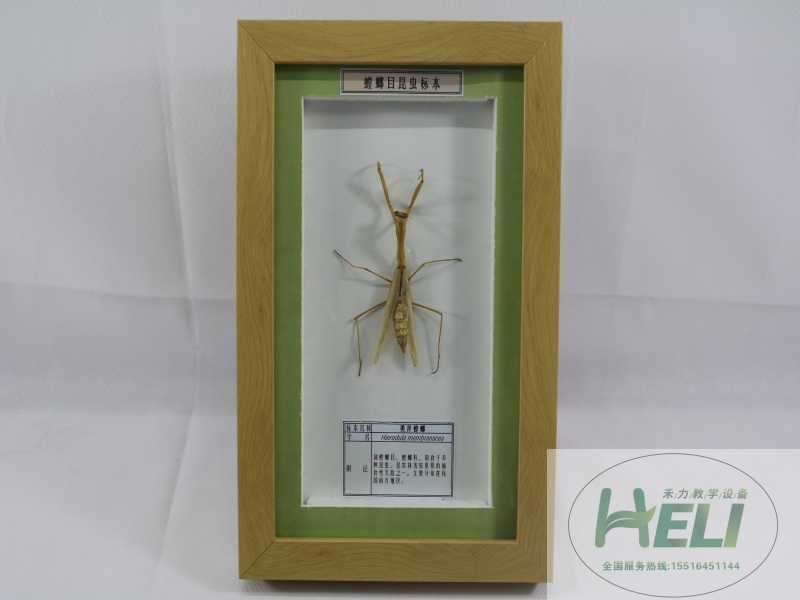 昆蟲(chóng)展示標(biāo)本天敵昆蟲(chóng)標(biāo)本勇斧螳螂