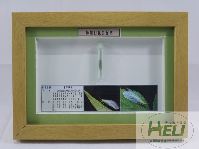 昆蟲(chóng)分類標(biāo)本脈翅目中華草蛉