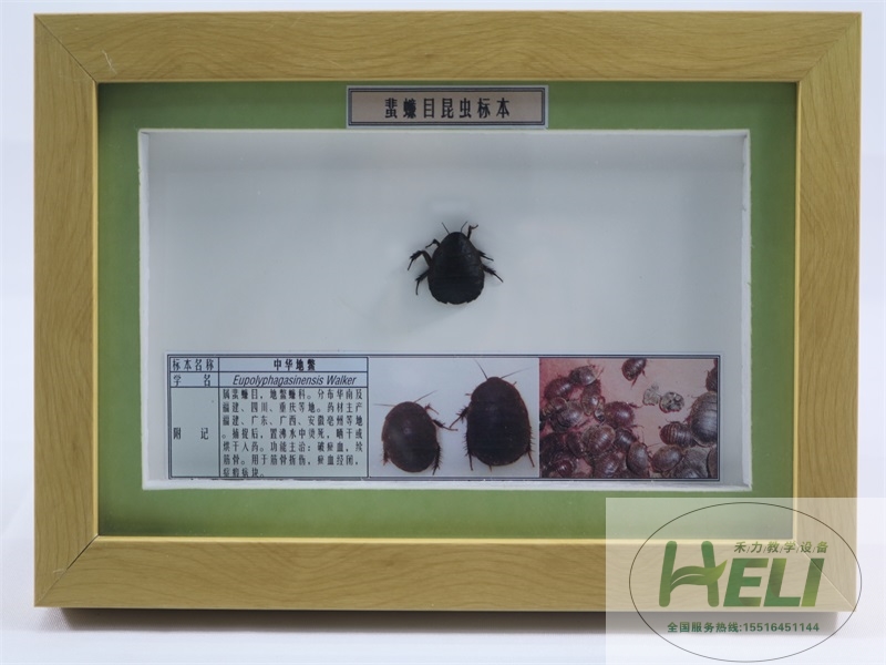 昆蟲(chóng)分類標(biāo)本蜚蠊目中華地鱉