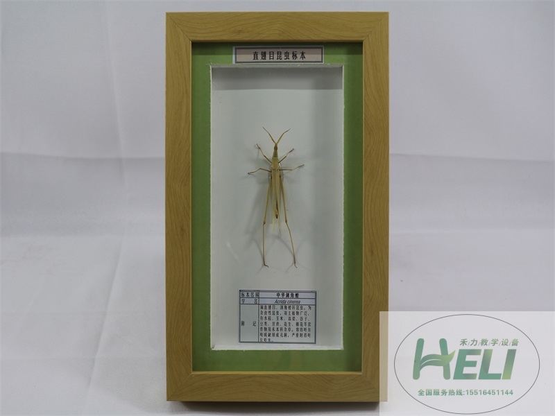 昆蟲(chóng)分類直翅目標(biāo)本中華劍角蝗