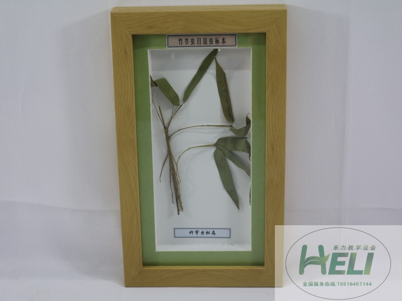 昆蟲(chóng)分類竹節(jié)蟲(chóng)目標(biāo)本竹節(jié)蟲(chóng)擬態(tài)