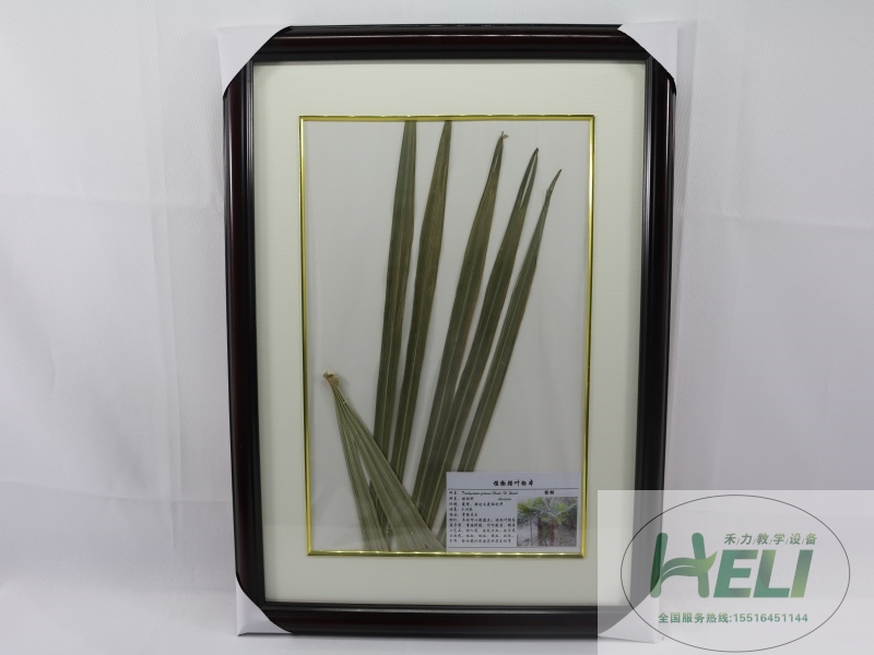 植物干制標(biāo)本-棕櫚