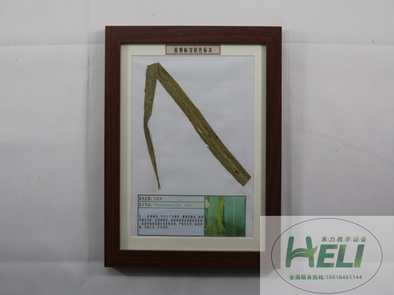 農作物病害原色教學標本-谷瘟病