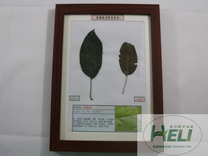 園林果樹(shù)病害原色教學(xué)標(biāo)本-蘋(píng)果圓斑病