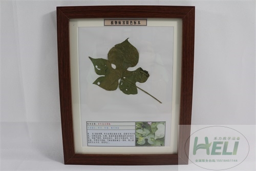 花卉病害原色教學(xué)標(biāo)本-牽?；ò卒P病