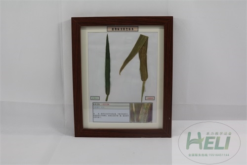 農(nóng)作物病害原色教學(xué)標(biāo)本-小麥葉銹病