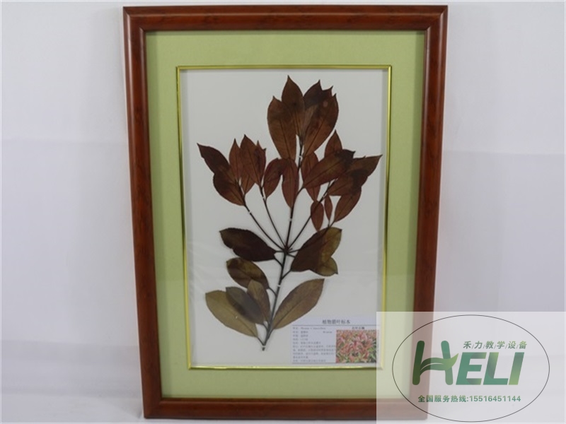 植物臘葉標(biāo)本-紅葉石楠