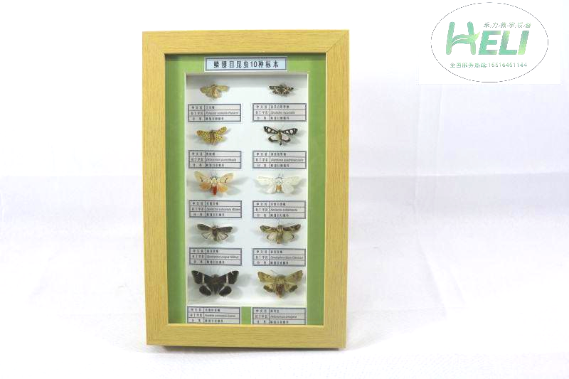 昆蟲(chóng)分類標(biāo)本--鱗翅目昆蟲(chóng)10種標(biāo)本