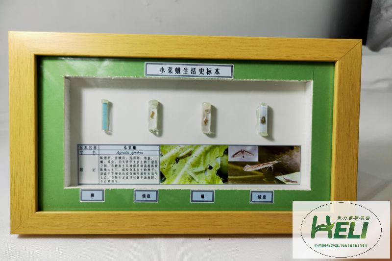 農業(yè)害蟲生活史小菜蛾 - 副本