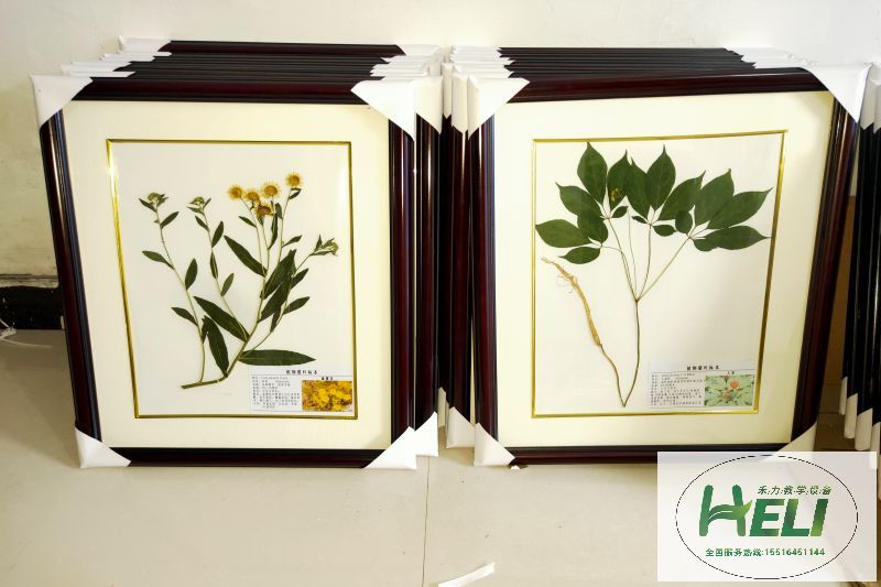 植物臘葉標(biāo)本旋覆花 人參